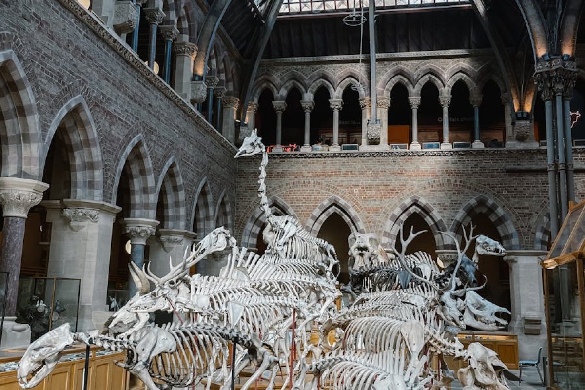 Explore the historical skeleton exhibit at the Oxford University Museum of Natural History, England.